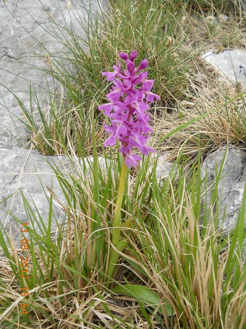 O.mascula, O.pauciflora, O.x colemanii...